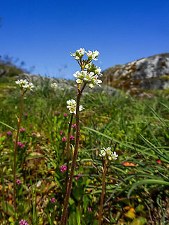 Wholeleaf Saxifrage  Quite abundant on the rocks in Manson’s Lagoon. Nice that blue skies and a low tide came together.                               Canada,Geotagged,Micranthes integrifolia,Spring,Wholeleaf saxifrage