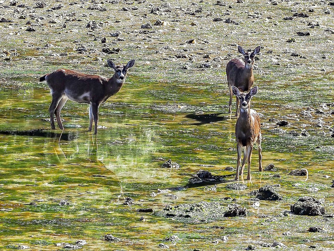 Out For a Seashore Adventure. This trio of does didn&rsquo;t seem to be foraging as much as they were just passing through taking advantage of the low tide. Interesting to note that the one on the right has suffered an injury to one if it&rsquo;s hind legs.  Black-tailed deer,Canada,Geotagged,Odocoileus hemionus columbianus,Spring