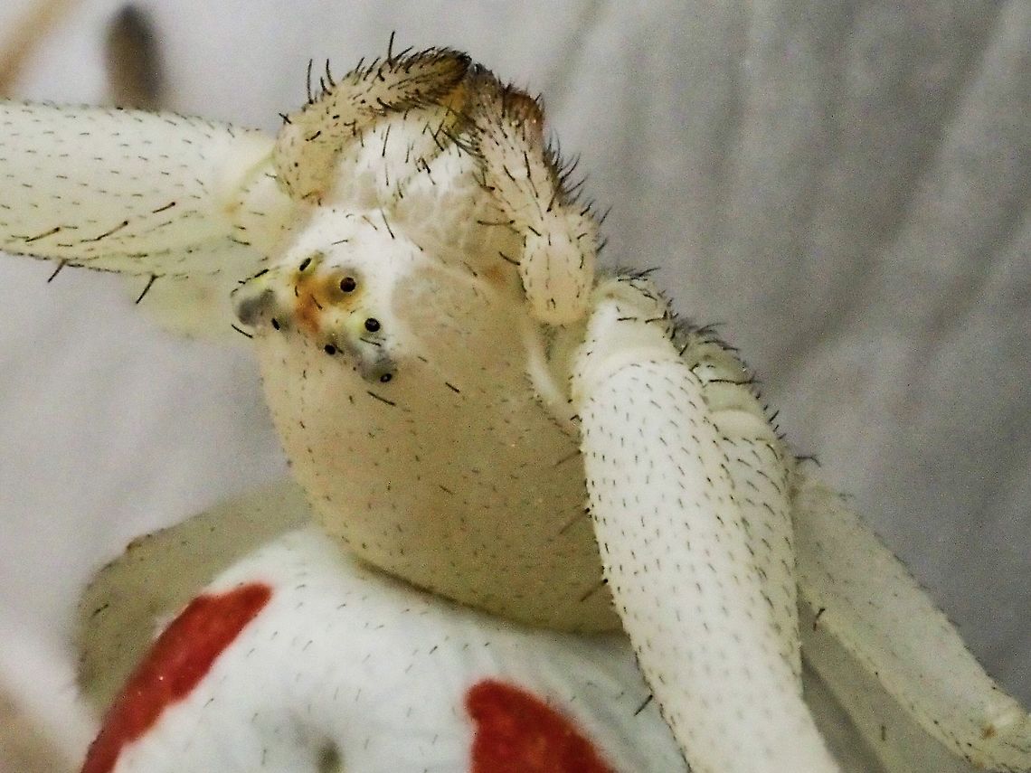The Eyes Have It! Misumena vatia is a visual hunter. Obviously these eight eyes are a great help! She was hanging inverted on a white rose petal undoubtedly full after snaring a bumblebee yesterday afternoon. Canada,Flower Crab Spider,Geotagged,Goldenrod crab spider,Misumena vatia,Spring