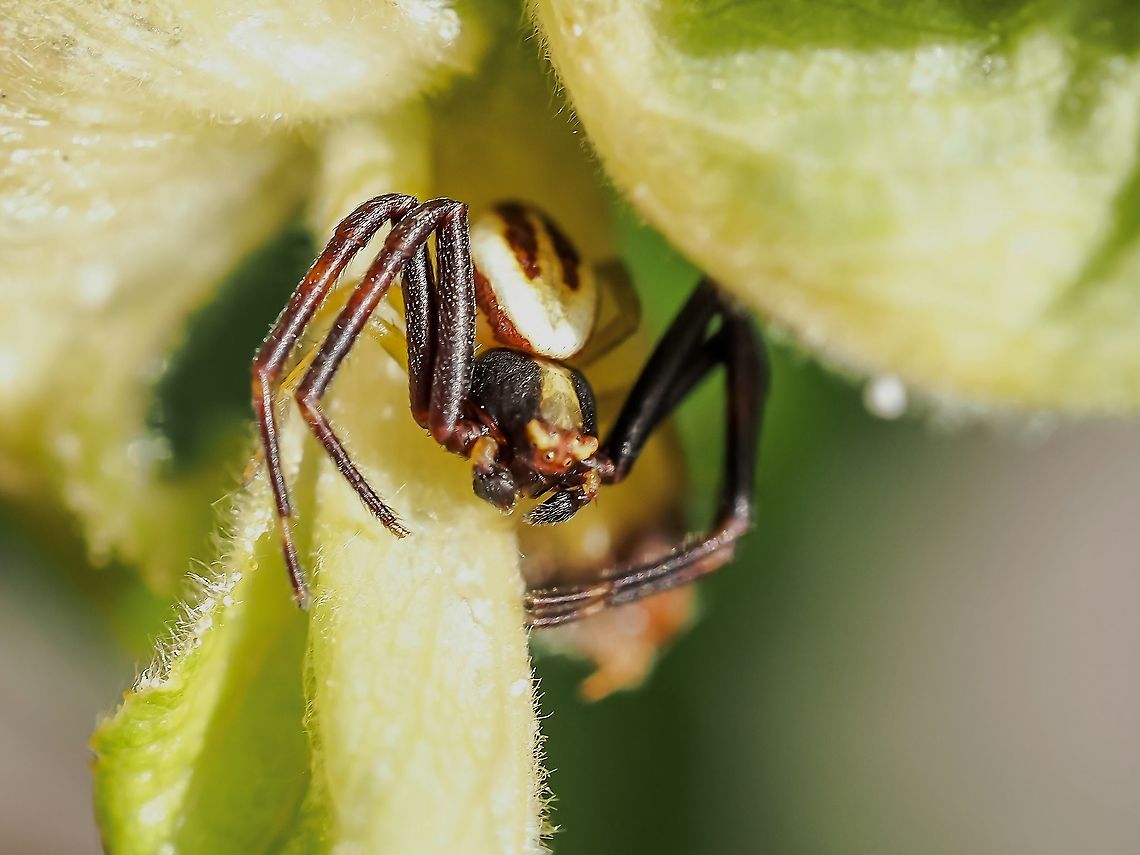 A Male Flower Spider Harder to see because of their size and their ability to fit into more hidden places the males don&rsquo;t seem to be as numerous as the females. I seem to have read that, in fact, there are more females that survive than males! Canada,Geotagged,Goldenrod crab spider,Misumena vatia,Spring