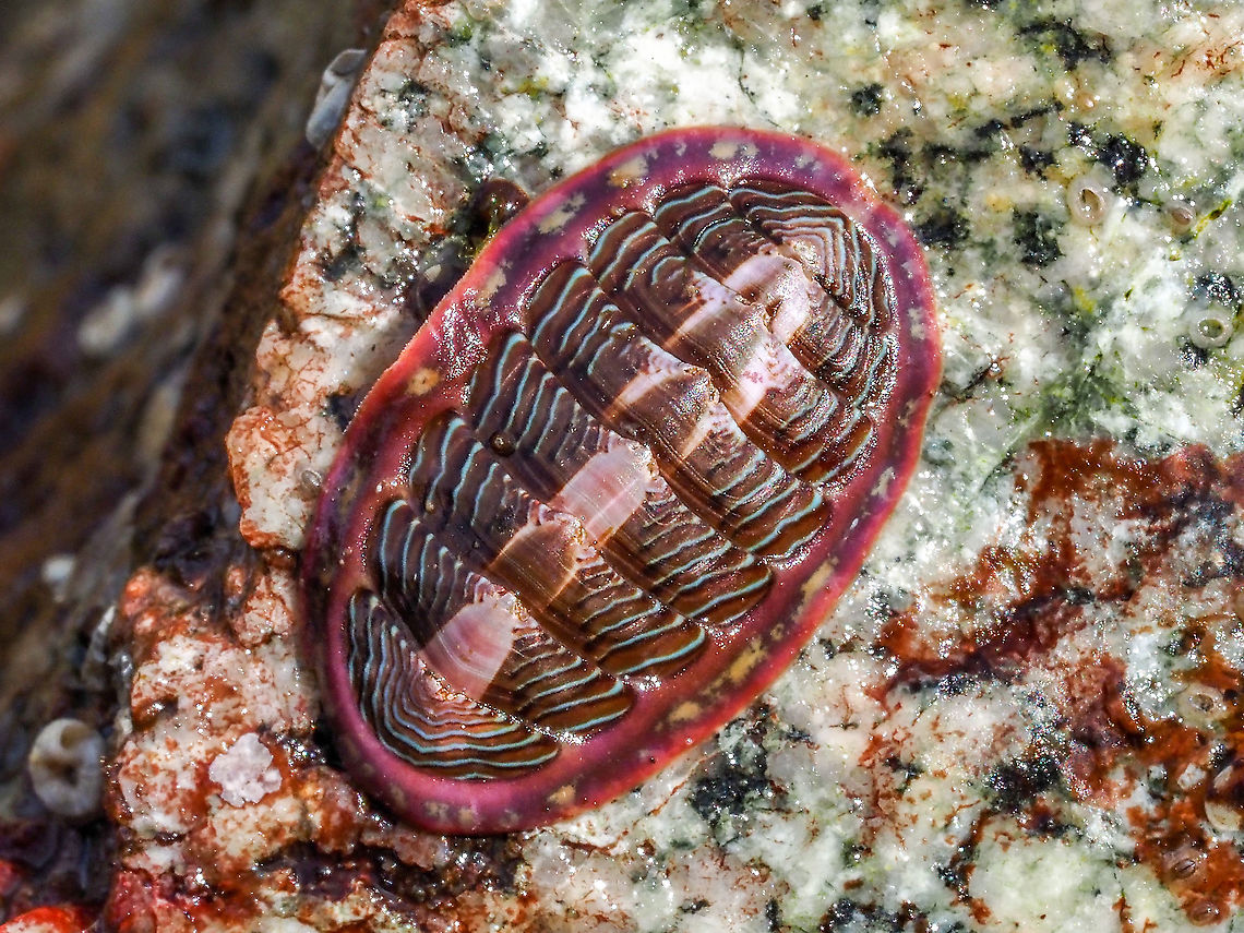 A Lined Chiton! Tonicella lineata, found grazing on a rock that I turned over at an extreme low tide. It was about 2.5cm in length. Another of the same species but smaller also inhabited the rock. I was surprised at how quickly they could move&hellip; not expecting them to move at all! Canada,Geotagged,Lined chiton,Summer,Tonicella lineata