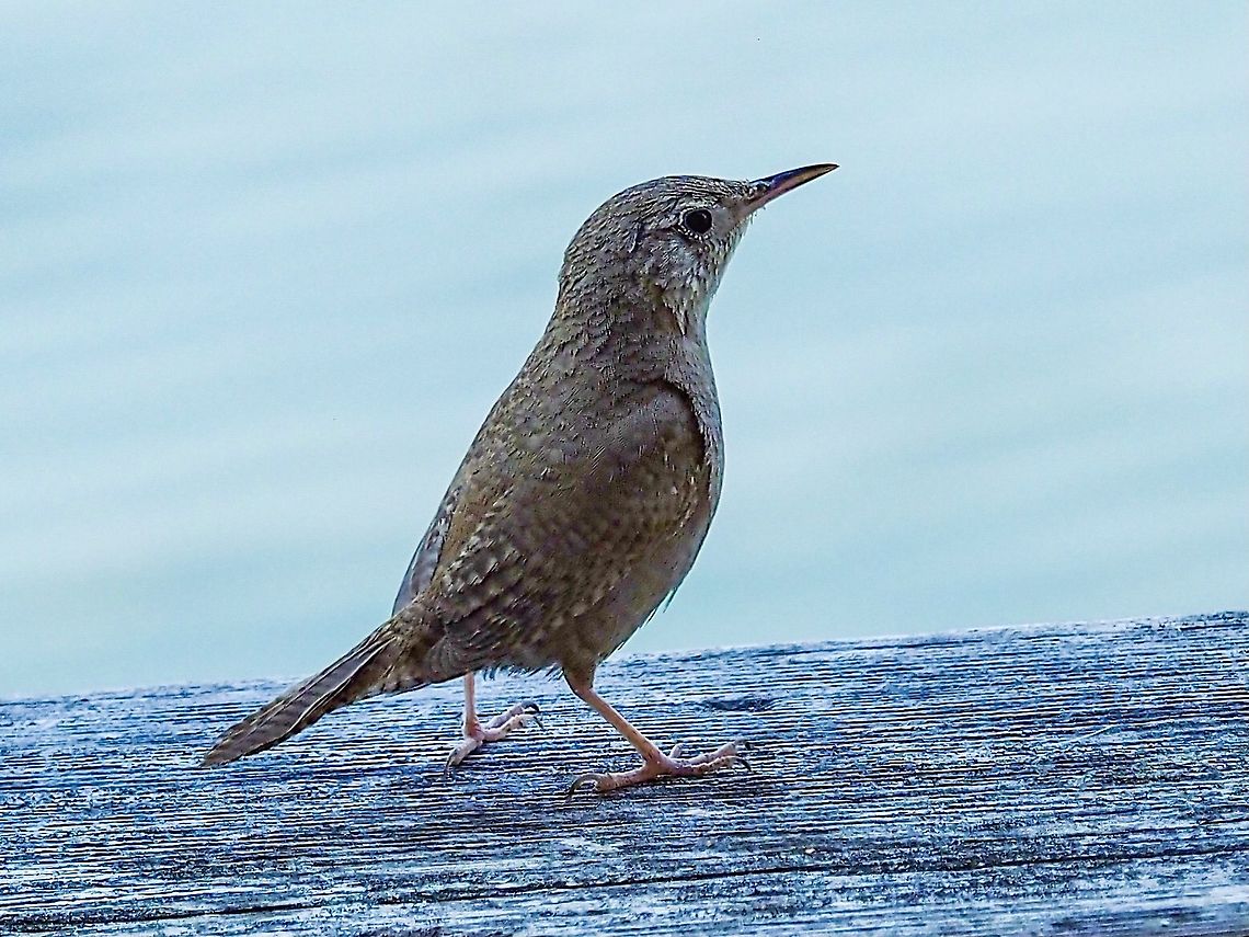 He Came For a Visit! For weeks this House Wren has been singing his heart out in the shore pines around our house and for weeks I’ve tried to take a clear photo of him. What a surprise that while reading a book, there he was on the railing outside the living room window. He wasn’t singing but he did stay long enough for me to grab a photo or two. Canada,Geotagged,House wren,Summer,Troglodytes aedon