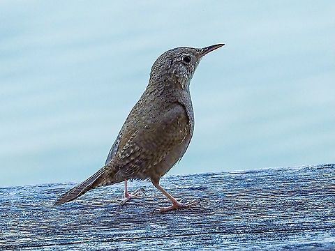 He Came For a Visit! For weeks this House Wren has been singing his heart out in the shore pines around our house and for weeks I’ve tried to take a clear photo of him. What a surprise that while reading a book, there he was on the railing outside the living room window. He wasn’t singing but he did stay long enough for me to grab a photo or two. Canada,Geotagged,House wren,Summer,Troglodytes aedon