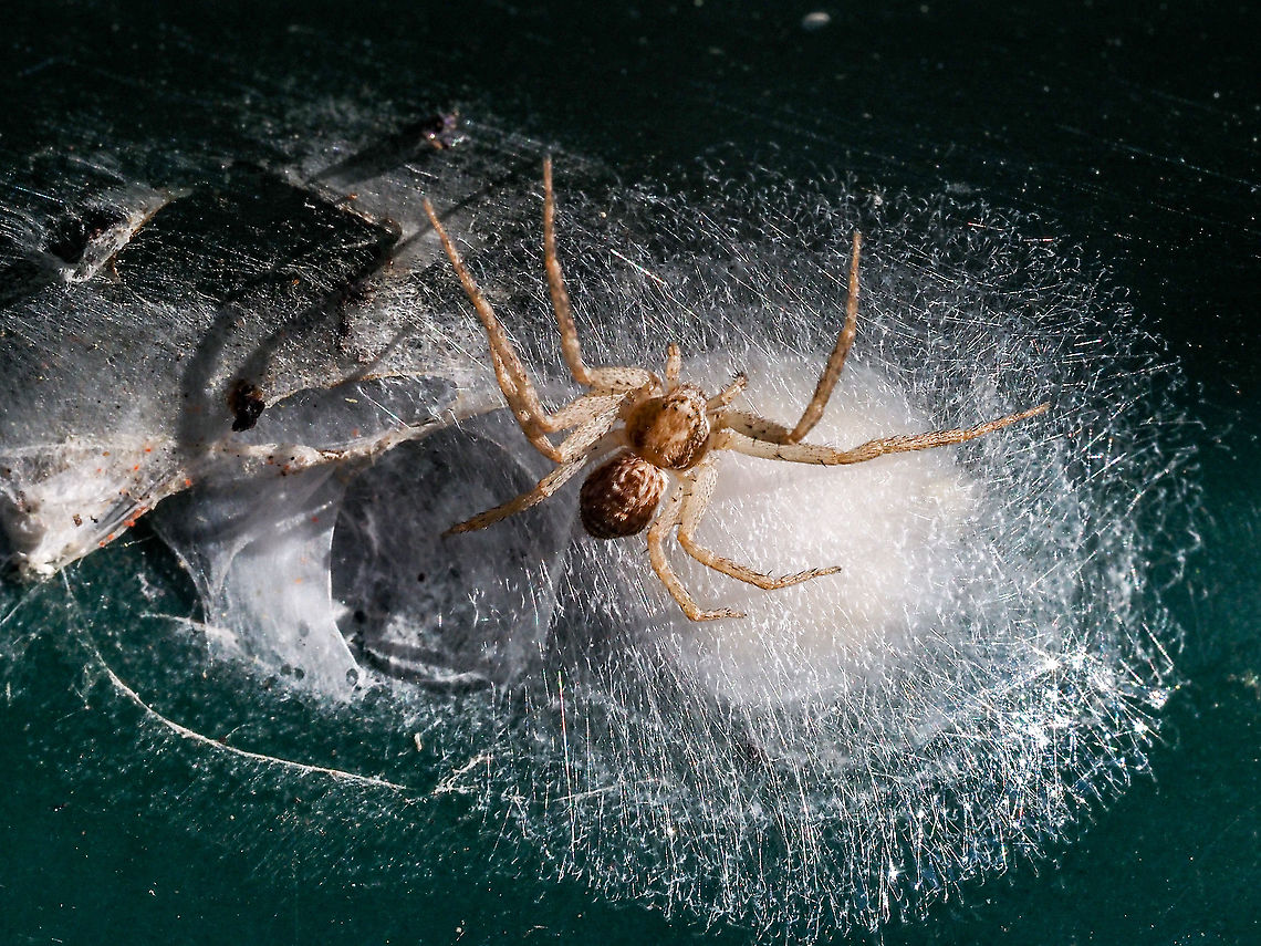 A Eurasian Running Crab Spider Protecting It’s Egg Mass There were five or six of these on the underside of our rotating drum composter. They came to light when I rotated the drum. I am guessing that it is a grass funnel spider perhaps of the genus Agelenopsis. I may, of course, have it all wrong&hellip; again! Canada,Geotagged,Philodromus dispar,Summer