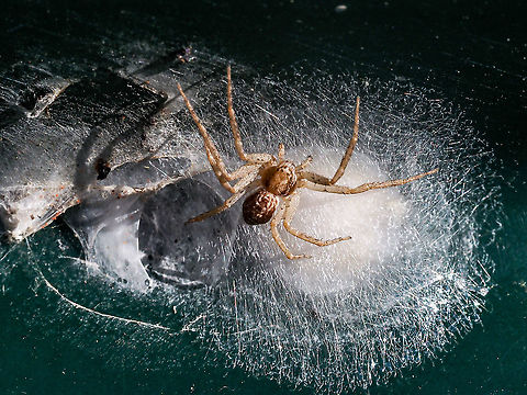A Eurasian Running Crab Spider Protecting It&rsquo;s Egg Mass There were five or six of these on the underside of our rotating drum composter. They came to light when I rotated the drum. I am guessing that it is a grass funnel spider perhaps of the genus Agelenopsis. I may, of course, have it all wrong&hellip; again! Canada,Geotagged,Philodromus dispar,Summer