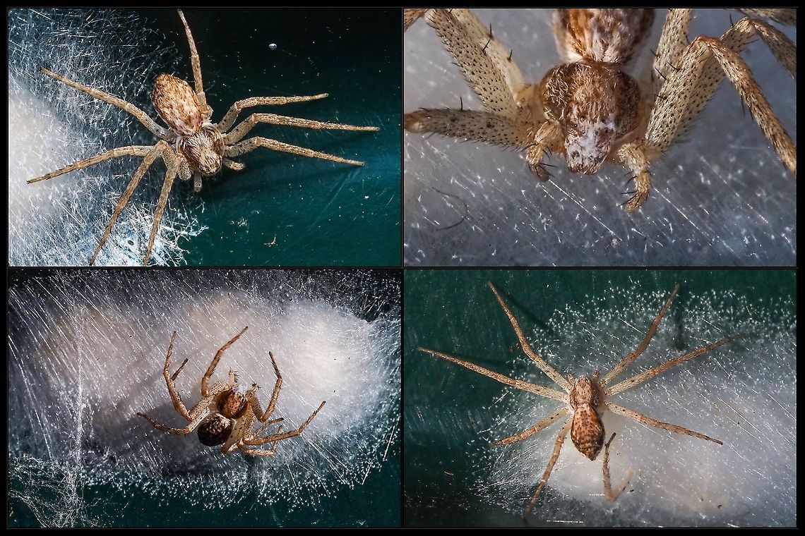 More Female Eurasian Running Crab Spiders! Have to thank Ruth Spigelman for pointing me in the right direction for the ID. These spiders are inhabiting the outside bottom of our rotating drum composter. Protecting the egg mass must involve some trauma. The lower right photo shows a recently lost leg! Canada,Geotagged,Philodromus dispar