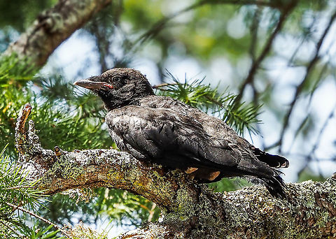 A Fledgling! Able to fly but not all that well. Waiting patiently and quietly for Mom, Dad or Auntie to come and feed him. Canada,Corvus caurinus,Geotagged,Northwestern crow,Summer