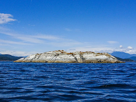 Centre Islet! This photo is a habitat photo. This piece of rock is once again alive with noise and a flutter of wings. It provides a fairly safe habitat for nesting Glaucous-winged gulls, Black Oystercatchers, a pair of Pigeon Guillemots, at least one pair of White-crowned Sparrows and a haul out for Harbour seals and  both Stellar and California Sea Lions. Shore birds like killdeer, Black Turnstones and Surfbirds also frequent this little piece of rock. I am sure I have missed quite a few birds and haven’t started on the flora, the intertidal or surrounding waters where among other things we also see Orcas, Humpbacks and White-sided dolphins. It is quite the place to visit at any time of year! Canada,Geotagged,Summer