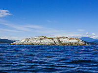 Centre Islet! This photo is a habitat photo. This piece of rock is once again alive with noise and a flutter of wings. It provides a fairly safe habitat for nesting Glaucous-winged gulls, Black Oystercatchers, a pair of Pigeon Guillemots, at least one pair of White-crowned Sparrows and a haul out for Harbour seals and  both Stellar and California Sea Lions. Shore birds like killdeer, Black Turnstones and Surfbirds also frequent this little piece of rock. I am sure I have missed quite a few birds and haven’t started on the flora, the intertidal or surrounding waters where among other things we also see Orcas, Humpbacks and White-sided dolphins. It is quite the place to visit at any time of year! Canada,Geotagged,Summer