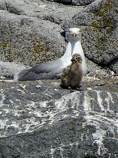 Mom and baby! One of the many noisy families on Centre Islet.
https://www.jungledragon.com/image/118448/centre_islet.html Canada,Geotagged,Glaucous-winged gull,Larus glaucescens,Summer