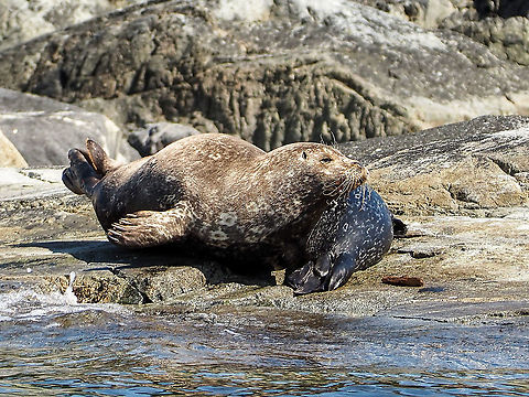 Mom and baby! This mother Harbour Seal was away from her baby till we got closer with our boat. She then quickly made sure she was between us and her youngster. Very protective! Canada,Geotagged,Harbor (common) seal,Phoca vitulina,Summer
