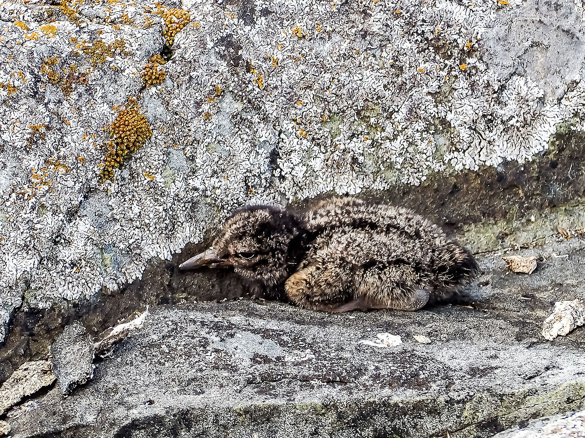 A Black Oystercatcher Chick. This chick is following the orders cried out by its parents. If it doesn&rsquo;t move it is very hard to see and appears to be nothing more than another rock! It&rsquo;s sibling is performing the same act a short distance away. All the while the parents are calling out&hellip; loudly&hellip; with the female trying to draw attention away from the chicks. The photo was taken with a long lens and cropped heavily. We were soon gone. Black oystercatcher,Canada,Geotagged,Haematopus bachmani,Summer