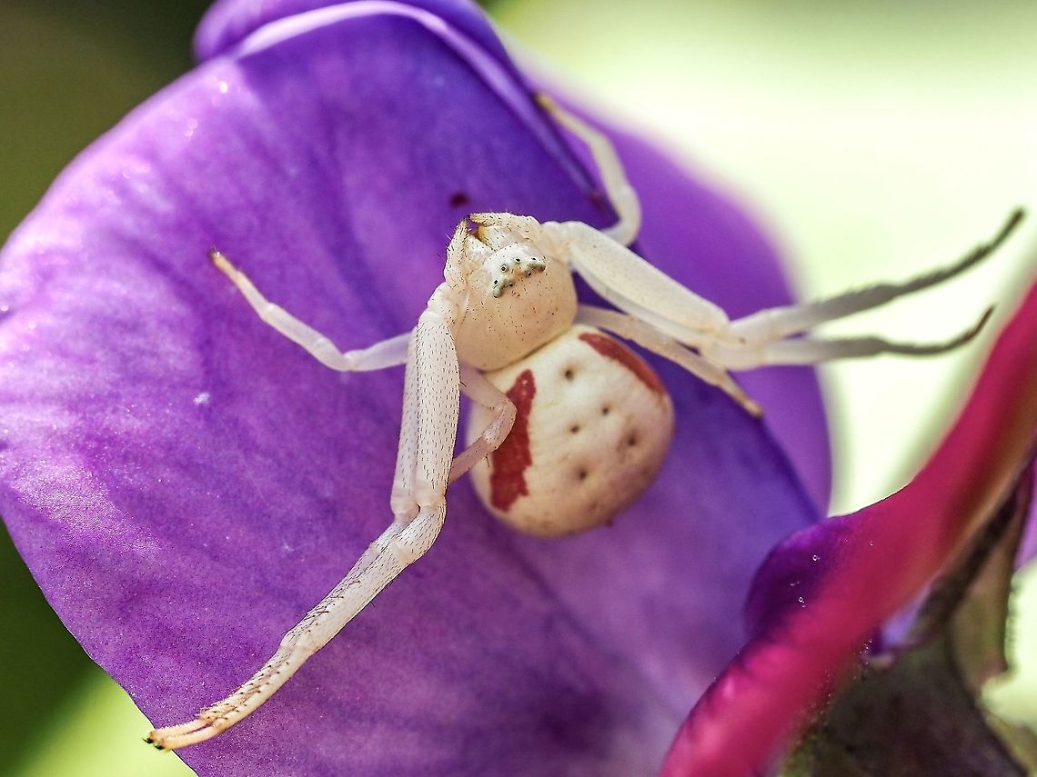 A Female Misumena vatia. She has decided to set up shop on the lower petal of a sweet pea blossom. To me not the best camouflage but who am I to say.  Canada,Geotagged,Goldenrod crab spider,Misumena vatia,Summer