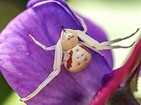 A Female Misumena vatia. She has decided to set up shop on the lower petal of a sweet pea blossom. To me not the best camouflage but who am I to say.  Canada,Geotagged,Goldenrod crab spider,Misumena vatia,Summer