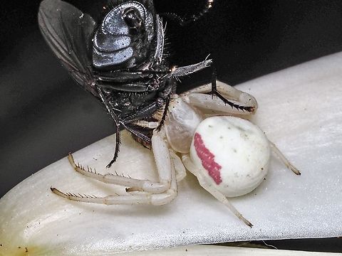 &ldquo;Said the Spider to the Fly!&rdquo; Yet another flower crab spider this time with an unfortunate fly. I am having a hard time believing this female might be the same one I photographed earlier.
https://www.jungledragon.com/image/119259/a_female_misumena_vatia.html Canada,Geotagged,Goldenrod crab spider,Misumena vatia,Summer