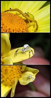 Mommas’ Had Babies! In another post I mentioned the number of these spiders inhabiting our yellow daisies. The breeding program has obviously been successful! All three photos were taken with the spider being the same distance from the lens so size comparisons can be made. The young male, in the middle photo, has an abdomen about 1.5mm across. His pedipalps are already developing. The little fellow in the lower photo may have been from another set of eggs considering the number of adult females present. These little fellows have already been seen feasting on small flies. Canada,Geotagged,Goldenrod crab spider,Misumena vatia
