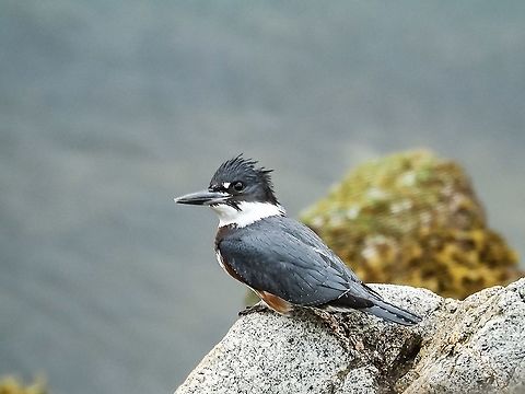 Are You Taking My Picture? Even though I was standing behind our living room window this female Belted Kingfisher is quite aware of me being there. I blinked and she was gone! Belted kingfisher,Canada,Geotagged,Megaceryle alcyon,Summer