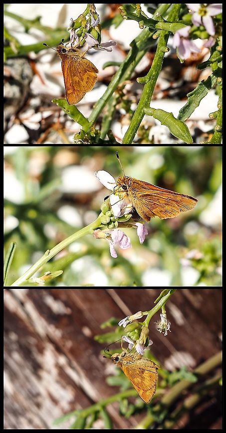 Woodland Skipper’s Proboscis! The proboscis of the butterfly has been described as &ldquo;a combination of a drinking straw and a nano sponge&rdquo; by some researchers. Canada,Geotagged,Ochlodes sylvanoides,Woodland Skipper
