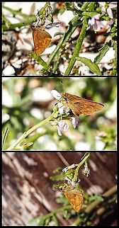 Woodland Skipper’s Proboscis! The proboscis of the butterfly has been described as “a combination of a drinking straw and a nano sponge” by some researchers. Canada,Geotagged,Ochlodes sylvanoides,Woodland Skipper