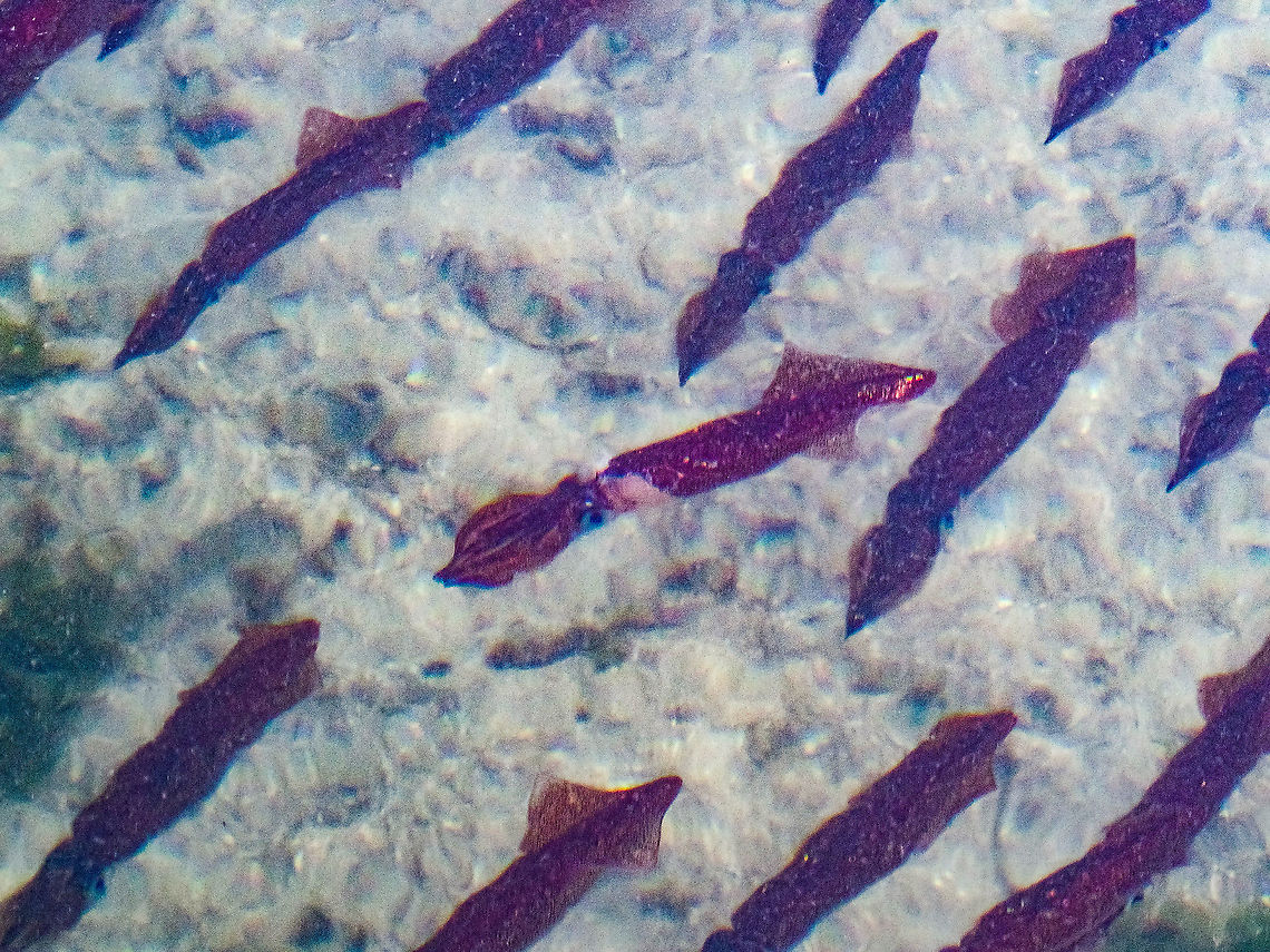 Opalescent or Table Squid! Apologies! Not a great photo. The ocean is not very clear at the present time. Since I don&rsquo;t have an underwater camera this photo is the best I can do. These squid appear nearly every year to spawn in the shallow water by the Whaletown dock. They can like the octopus change colour rapidly. Surprisingly enough they can travel at a good speed as well. Supposedly they make great calamari! Canada,Doryteuthis opalescens,Geotagged,Opalescent inshore squid,Summer,Table squid