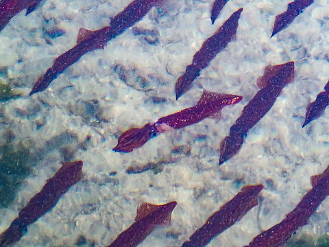 Opalescent or Table Squid! Apologies! Not a great photo. The ocean is not very clear at the present time. Since I don’t have an underwater camera this photo is the best I can do. These squid appear nearly every year to spawn in the shallow water by the Whaletown dock. They can like the octopus change colour rapidly. Surprisingly enough they can travel at a good speed as well. Supposedly they make great calamari! Canada,Doryteuthis opalescens,Geotagged,Opalescent inshore squid,Summer,Table squid