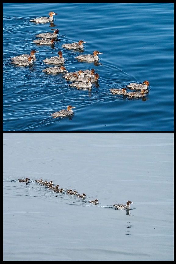 Mom and babies! Mergansers and other ducks seem to have large broods. Three main reasons for this fact are the females lay eggs in other nests, some females “pick up” abandoned ducklings and some females actively “steal” ducklings from other females. The largest number of ducklings recorded for one female Common Merganser is 67! The lower photo is of the same, I believe, female Common Merganser a little over a month ago. Obviously as her brood has got older they have become less obedient. Canada,Common merganser,Geotagged,Mergus merganser