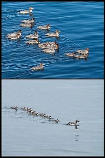 Mom and babies! Mergansers and other ducks seem to have large broods. Three main reasons for this fact are the females lay eggs in other nests, some females “pick up” abandoned ducklings and some females actively “steal” ducklings from other females. The largest number of ducklings recorded for one female Common Merganser is 67! The lower photo is of the same, I believe, female Common Merganser a little over a month ago. Obviously as her brood has got older they have become less obedient.  Canada,Common merganser,Geotagged,Mergus merganser