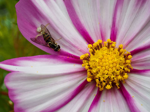 A Quick Learner! I have to admire this tiny, young female spider for its ambition, tenacity and success! The yellow centre of that cosmos flower is a mere 9mm across. Wonder what&rsquo;s next on the menu? Canada,Geotagged,Goldenrod crab spider,Misumena vatia,Summer