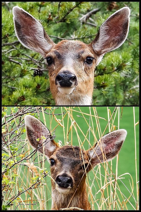 I’ve Been Seen! The moment when the photographer has been noticed! Canada,Columbian Black-tailed Deer,Geotagged,Odocoileus hemionus columbianus