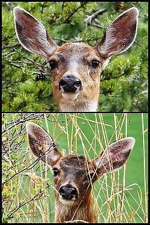 I’ve Been Seen! The moment when the photographer has been noticed! Canada,Columbian Black-tailed Deer,Geotagged,Odocoileus hemionus columbianus