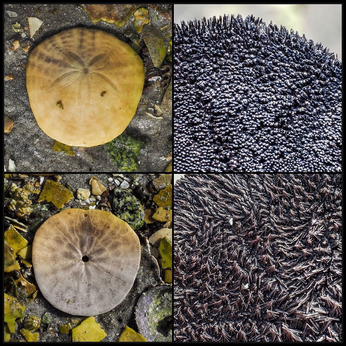 Our Eccentric Sand Dollar! The top two photos are of the aboral side of this “flattened sea urchin”. The structure seen in the middle of the dead shell or test on the left is the madreporite or filter for sea water entering the animal. The photo on the top right shows the spines covering the surface. Interspersed between the spines are tube feet used in securing food and locomotion. The photo of the oral surface of the test shows two openings. The more central one is the mouth while the other near the edge is the anus. The food grooves are also evident. The oral surface is covered with longer spines and longer tube feet. When an alive sand dollar is picked up it is quite amazing to see how much movement is going on with both tube feet and spines waving about!<br />
<figure class="photo"><a href="https://www.jungledragon.com/image/121315/an_aggregate_of_eccentric_sand_dollars.html" title="An Aggregate of Eccentric Sand Dollars."><img src="https://s3.amazonaws.com/media.jungledragon.com/images/2839/121315_thumb.jpeg?AWSAccessKeyId=05GMT0V3GWVNE7GGM1R2&Expires=1763596810&Signature=MVSBX3gfLEOF%2BHWkaZfDy9ic3NA%3D" width="200" height="150" alt="An Aggregate of Eccentric Sand Dollars. When a good feeding place is found sand dollars form groups and can orientate themselves to make use of the currents to better feed themselves. These Eccentric sand dollars are fortunate to find themselves in an area that is still covered at very low tides. Canada,Dendraster excentricus,Eccentric Sand Dollar,Geotagged,Summer" /></a></figure><br />
<figure class="photo"><a href="https://www.jungledragon.com/image/121316/the_tests_or_shells_of_the_eccentric_sand_dollar.html" title="The Tests or Shells of the Eccentric Sand Dollar."><img src="https://s3.amazonaws.com/media.jungledragon.com/images/2839/121316_thumb.jpeg?AWSAccessKeyId=05GMT0V3GWVNE7GGM1R2&Expires=1763596810&Signature=BIjrphEcoWl7DH7celv%2FbWLV12o%3D" width="200" height="150" alt="The Tests or Shells of the Eccentric Sand Dollar. Unfortunately this June we experienced what they called a “heat dome”. Temperatures reached nearly 40°C with no clouds. It also occurred when the lowest tides of the year happened right at noon. These events triggered the loss of much intertidal marine life including the Eccentric sand dollar. Large aggregations were exposed during the low tides and were subsequently killed. Canada,Dendraster excentricus,Eccentric Sand Dollar,Geotagged,Summer" /></a></figure><br />
<figure class="photo"><a href="https://www.jungledragon.com/image/121317/the_eccentric_sand_dollar_a_habitat_photo.html" title="The Eccentric Sand Dollar, a Habitat Photo."><img src="https://s3.amazonaws.com/media.jungledragon.com/images/2839/121317_thumb.jpeg?AWSAccessKeyId=05GMT0V3GWVNE7GGM1R2&Expires=1763596810&Signature=MshUyVxyistgrnuy6ZpuVjBDefM%3D" width="114" height="152" alt="The Eccentric Sand Dollar, a Habitat Photo. Manson’s Lagoon at one of the lower tides of the year. A great place to explore the intertidal zone. Canada,Dendraster excentricus,Eccentric Sand Dollar,Geotagged,Summer" /></a></figure> Canada,Dendraster excentricus,Eccentric Sand Dollar,Geotagged