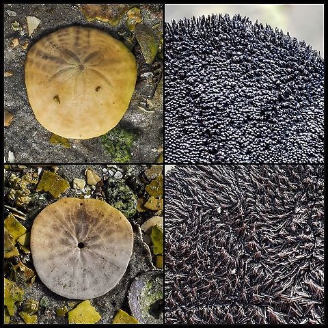 Our Eccentric Sand Dollar! The top two photos are of the aboral side of this “flattened sea urchin”. The structure seen in the middle of the dead shell or test on the left is the madreporite or filter for sea water entering the animal. The photo on the top right shows the spines covering the surface. Interspersed between the spines are tube feet used in securing food and locomotion. The photo of the oral surface of the test shows two openings. The more central one is the mouth while the other near the edge is the anus. The food grooves are also evident. The oral surface is covered with longer spines and longer tube feet. When an alive sand dollar is picked up it is quite amazing to see how much movement is going on with both tube feet and spines waving about!
https://www.jungledragon.com/image/121315/an_aggregate_of_eccentric_sand_dollars.html
https://www.jungledragon.com/image/121316/the_tests_or_shells_of_the_eccentric_sand_dollar.html
https://www.jungledragon.com/image/121317/the_eccentric_sand_dollar_a_habitat_photo.html Canada,Dendraster excentricus,Eccentric Sand Dollar,Geotagged