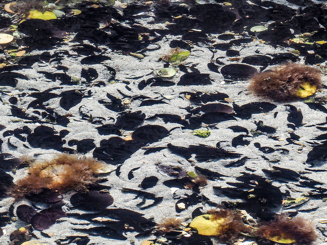 An Aggregate of Eccentric Sand Dollars. When a good feeding place is found sand dollars form groups and can orientate themselves to make use of the currents to better feed themselves. These Eccentric sand dollars are fortunate to find themselves in an area that is still covered at very low tides. Canada,Dendraster excentricus,Eccentric Sand Dollar,Geotagged,Summer