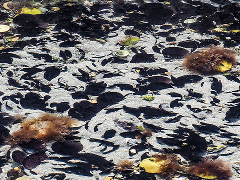 An Aggregate of Eccentric Sand Dollars. When a good feeding place is found sand dollars form groups and can orientate themselves to make use of the currents to better feed themselves. These Eccentric sand dollars are fortunate to find themselves in an area that is still covered at very low tides. Canada,Dendraster excentricus,Eccentric Sand Dollar,Geotagged,Summer