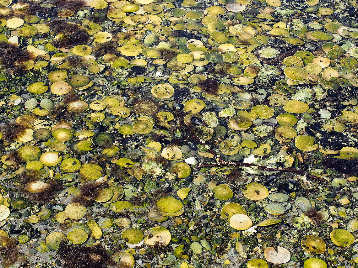 The Tests or Shells of the Eccentric Sand Dollar. Unfortunately this June we experienced what they called a &ldquo;heat dome&rdquo;. Temperatures reached nearly 40&deg;C with no clouds. It also occurred when the lowest tides of the year happened right at noon. These events triggered the loss of much intertidal marine life including the Eccentric sand dollar. Large aggregations were exposed during the low tides and were subsequently killed.  Canada,Dendraster excentricus,Eccentric Sand Dollar,Geotagged,Summer