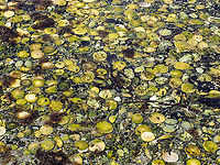 The Tests or Shells of the Eccentric Sand Dollar. Unfortunately this June we experienced what they called a “heat dome”. Temperatures reached nearly 40°C with no clouds. It also occurred when the lowest tides of the year happened right at noon. These events triggered the loss of much intertidal marine life including the Eccentric sand dollar. Large aggregations were exposed during the low tides and were subsequently killed. Canada,Dendraster excentricus,Eccentric Sand Dollar,Geotagged,Summer