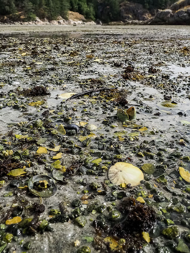 The Eccentric Sand Dollar, a Habitat Photo. Manson&rsquo;s Lagoon at one of the lower tides of the year. A great place to explore the intertidal zone. Canada,Dendraster excentricus,Eccentric Sand Dollar,Geotagged,Summer