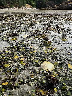 The Eccentric Sand Dollar, a Habitat Photo. Manson’s Lagoon at one of the lower tides of the year. A great place to explore the intertidal zone. Canada,Dendraster excentricus,Eccentric Sand Dollar,Geotagged,Summer