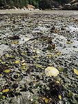 The Eccentric Sand Dollar, a Habitat Photo. Manson’s Lagoon at one of the lower tides of the year. A great place to explore the intertidal zone. Canada,Dendraster excentricus,Eccentric Sand Dollar,Geotagged,Summer