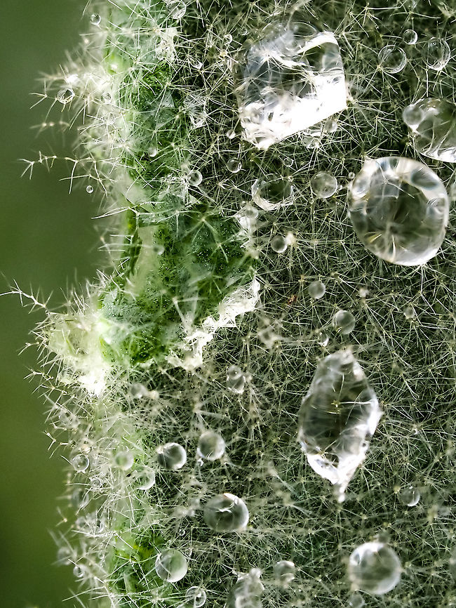A Hairy Leaf! The fine hairs covering the leaves of the Common Mullein are great at catching rain drops. These hairs also give rise to the plants many common names including these, Velvet Mullein, Old Man&rsquo;s Blanket and, of course, Cowboy Toilet Paper! Canada,Geotagged,Great mullein,Summer,Verbascum thapsus