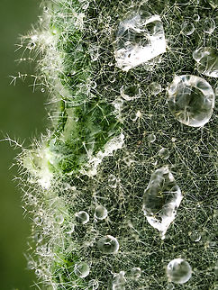 A Hairy Leaf! The fine hairs covering the leaves of the Common Mullein are great at catching rain drops. These hairs also give rise to the plants many common names including these, Velvet Mullein, Old Man’s Blanket and, of course, Cowboy Toilet Paper! Canada,Geotagged,Great mullein,Summer,Verbascum thapsus