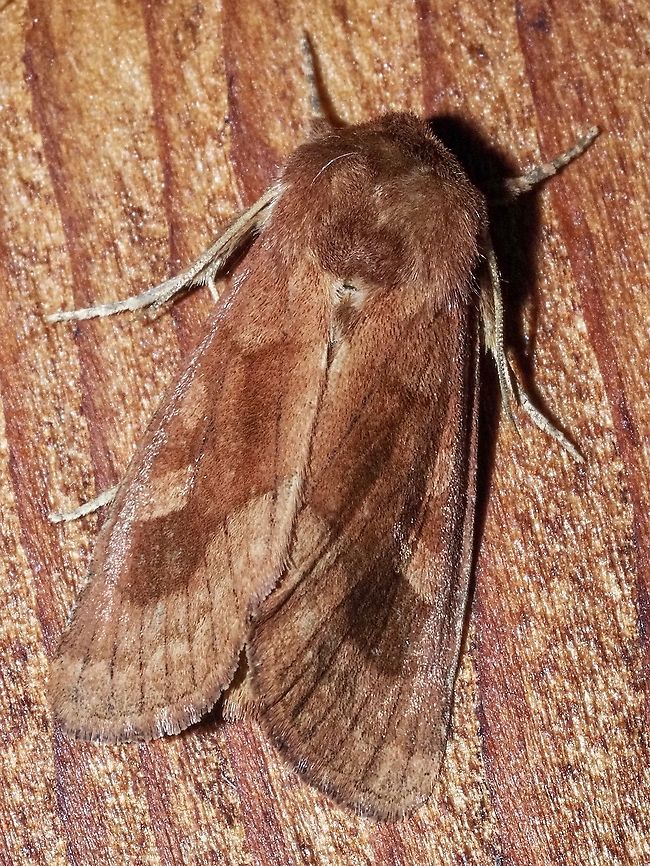 Shaded Umber Moth. Sort of like that name better than &ldquo;Bronzed Cutworm Moth&rdquo;. This one was attracted to our back door light along with numerous other more common moths that flew in as soon as we opened the back door! Bronzed Cutworm Moth,Canada,Geotagged,Nephelodes minians,Summer