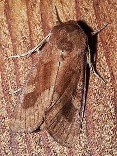 Shaded Umber Moth. Sort of like that name better than “Bronzed Cutworm Moth”. This one was attracted to our back door light along with numerous other more common moths that flew in as soon as we opened the back door! Bronzed Cutworm Moth,Canada,Geotagged,Nephelodes minians,Summer