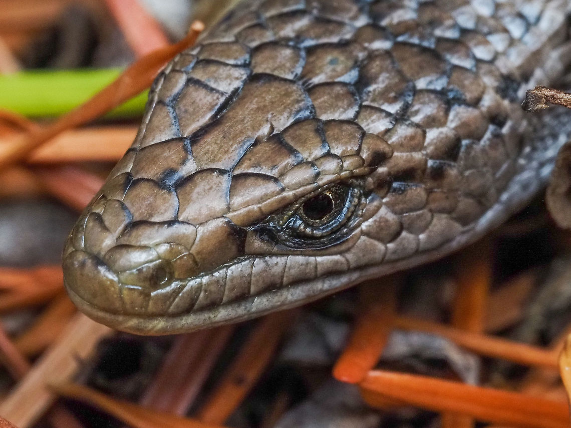 A Close Up View! This fellow just crawled out from under a rock! It must of been cool there because he was in no hurry to move and allowed me to get very close. I was very tempted to touch or even pick it up but decided against it. After warming up it disappeared. Canada,Elgaria coerulea,Elgaria coerulea principis,Geotagged,Northern alligator lizard,Summer