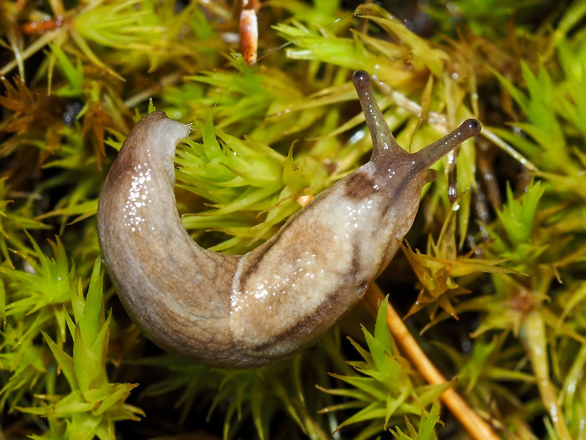 Another Reticulate Taildropper! I spied this fellow while I was searching for &lsquo;Shrooms after last night&rsquo;s rain. The moss is just out side our back door. The snail was between 3-4cm long. Just a little fellow. One of the identifying features are the two dark bands on the mantle. Canada,Geotagged,Prophysaon andersoni,Summer