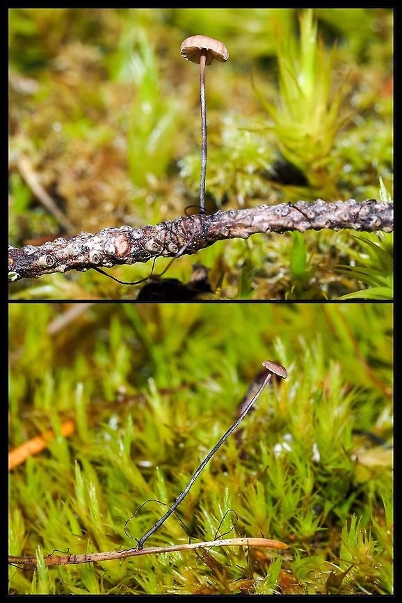 A Horsehair Fungus! An easy to miss mushroom. It only appears after a rain and quickly shrivels up to nothing. Luckily they reside just out side our back door and the fall rains have begun. After much thought and looking at many of these tiny, 1.5-2mm caps, I have come to say they are Marasmius pallidocephalus. They do not have a collar where the gills attach like Marasmius rotula (Collared Parachute Fungus) and they are not Gymnopus androsaceus which is associated with pine needles. These mushrooms have always been associated with Douglas Fir (Pseudotsuga menziesii) needles and decaying stems and never on our local pine (Pinus contortus var. contortus). Those black hairlike structures at the base of the stems are rhizomorphs or mycelia cords which transport nutrients to the stems. <br />
<figure class="photo"><a href="https://www.jungledragon.com/image/121773/marasmius_pallidocephalus.html" title="Marasmius pallidocephalus?"><img src="https://s3.amazonaws.com/media.jungledragon.com/images/2839/121773_thumb.jpeg?AWSAccessKeyId=05GMT0V3GWVNE7GGM1R2&Expires=1759968010&Signature=KZ2dSvTwJCIzmQZKldJ5fyiy2os%3D" width="102" height="152" alt="Marasmius pallidocephalus? This tiny, 1.5mm, mushroom cap on a very skinny stem qualifies as a horsehair fungus. Since it was attached to a Douglas Fir needle and not a pine needle I am sure it is Marasmius pallidocephalus. I don’t have a microscope to determine the lack of cheilocystidia which the pine loving Gymnopus androsaceus does have. Canada,Geotagged,Pseudomarasmius pallidocephalus" /></a></figure> Canada,Geotagged,Horsehair Fungus,Pseudomarasmius pallidocephalus