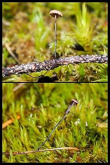 A Horsehair Fungus! An easy to miss mushroom. It only appears after a rain and quickly shrivels up to nothing. Luckily they reside just out side our back door and the fall rains have begun. After much thought and looking at many of these tiny, 1.5-2mm caps, I have come to say they are Marasmius pallidocephalus. They do not have a collar where the gills attach like Marasmius rotula (Collared Parachute Fungus) and they are not Gymnopus androsaceus which is associated with pine needles. These mushrooms have always been associated with Douglas Fir (Pseudotsuga menziesii) needles and decaying stems and never on our local pine (Pinus contortus var. contortus). Those black hairlike structures at the base of the stems are rhizomorphs or mycelia cords which transport nutrients to the stems. 
https://www.jungledragon.com/image/121773/marasmius_pallidocephalus.html Canada,Geotagged,Horsehair Fungus,Pseudomarasmius pallidocephalus