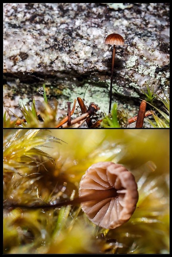 Marasmius pallidocephalus? This tiny, 1.5mm, mushroom cap on a very skinny stem qualifies as a horsehair fungus. Since it was attached to a Douglas Fir needle and not a pine needle I am sure it is Marasmius pallidocephalus. I don&rsquo;t have a microscope to determine the lack of cheilocystidia which the pine loving Gymnopus androsaceus does have. Canada,Geotagged,Pseudomarasmius pallidocephalus