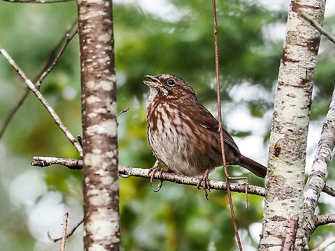 A Song Sparrow Singing! Singing in a willow tree in the morning! So nice to hear. Canada,Fall,Geotagged,Melospiza melodia,Song Sparrow
