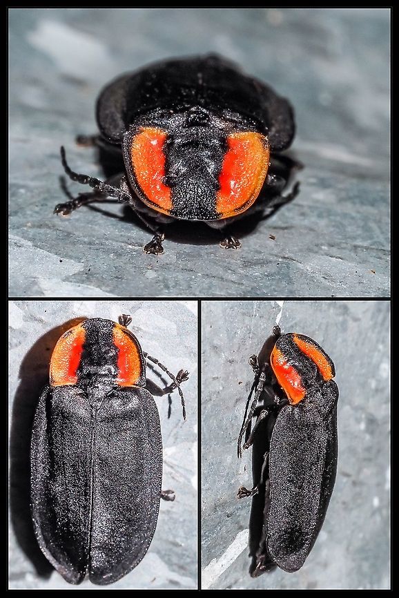 A Western Firefly. Also known as a California Glowworm. I spotted this beetle on the side of a galvanized garbage can and since it was kind of dark I had to use the flash to get any kind of image. A new one for me for sure. I used iNaturalist to get a ID confirmation.  Canada,Ellychnia california,Ellychnia californica,Geotagged